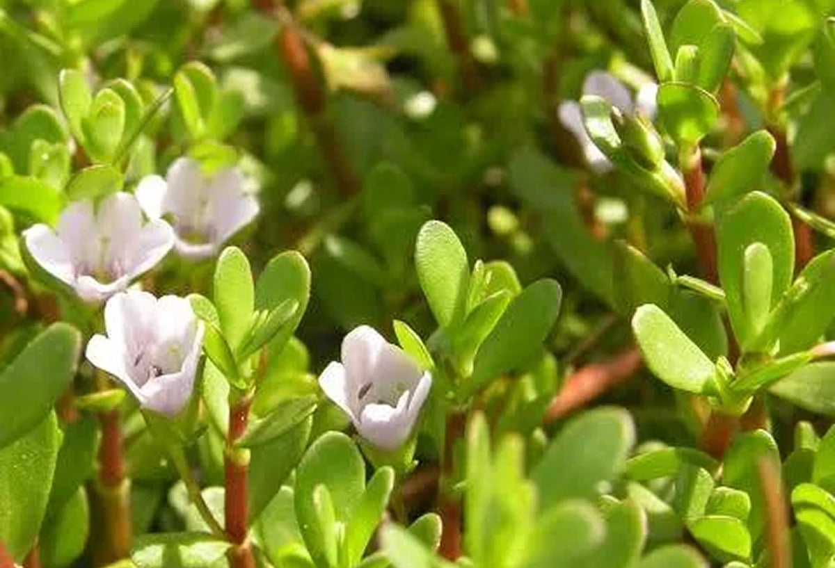 Brahmi