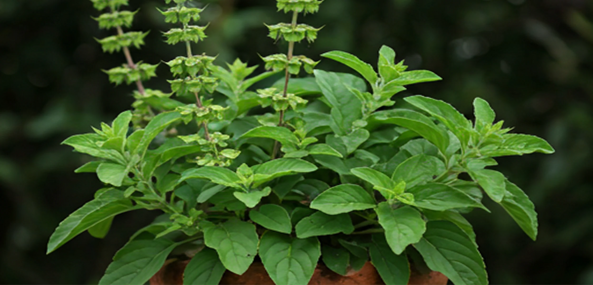 Tulsi (Holy Basil) 