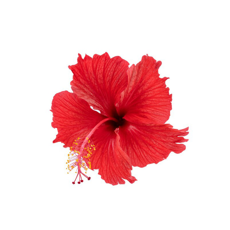 Hibiscus Hair Growth Gel